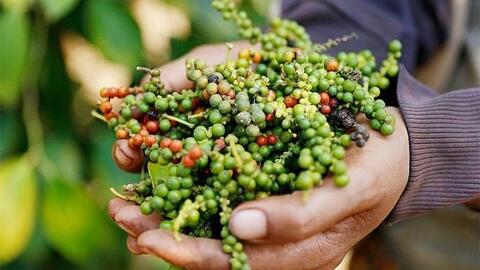 Bản tin nông sản hôm nay (18-4): Giá cà phê giảm sâu