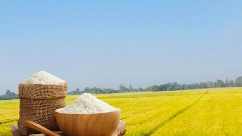 Giá lúa gạo hôm nay ngày 21/4: Gạo nguyên liệu xuất khẩu tăng nhẹ