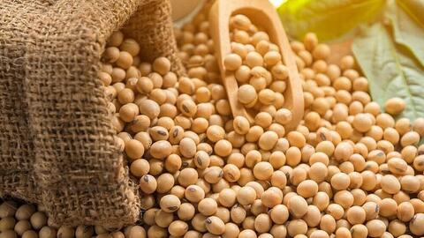 Giá dầu đậu tương tăng vọt