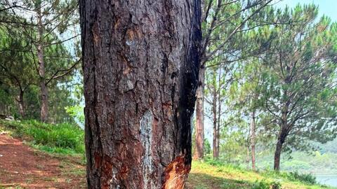 Báo động nạn đẽo cây thông, xả rác tại khu vực hồ Tuyền Lâm Đà Lạt