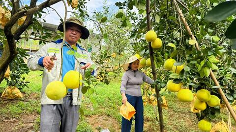 Bưởi Việt Nam đã rộng cửa vào thị trường Australia