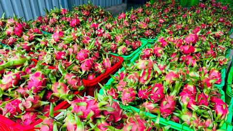 Giữ “tấm vé” vào thị trường EU cho thanh long Việt