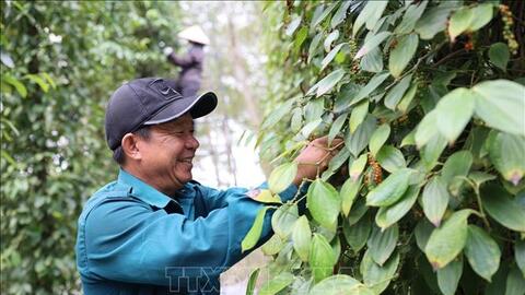 Bản tin nông sản hôm nay (17-5): Giá hồ tiêu tiếp tục đi ngang
