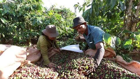 Bản tin nông sản hôm nay (20-5): Giá cà phê trong nước giảm sâu