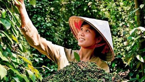 Bản tin nông sản hôm nay (28-5): Giá cà phê trong nước bật tăng
