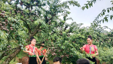 Sơn La: Khi nông sản 'bắt sóng' công nghệ và logistics hiện đại