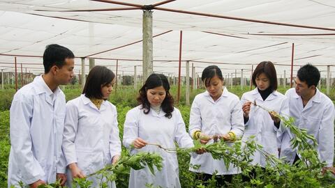 Phát triển công nghiệp dược liệu, biến lợi thế tự nhiên thành sức mạnh kinh tế
