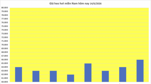 Giá heo hơi hôm nay 14/6/2026: Đi ngang cuối tuần