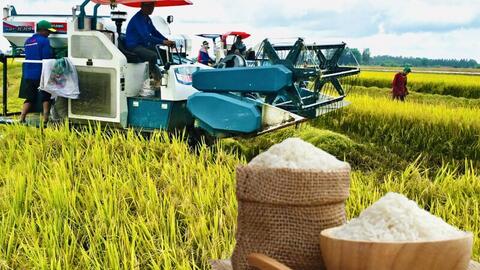 Giá lúa gạo hôm nay ngày 15/6/2026: Tấm thơm giảm nhẹ