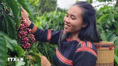 Bản tin nông sản hôm nay (21-6): Giá cà phê tăng, giá hồ tiêu giảm mạnh