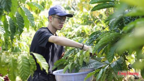 Giá cà phê hôm nay 8/7/2026: Tiến sát mốc 97.000 đồng/kg
