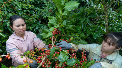 Bản tin nông sản hôm nay (17-7): Giá cà phê tăng lên sát ngưỡng 100.000 đồng/kg