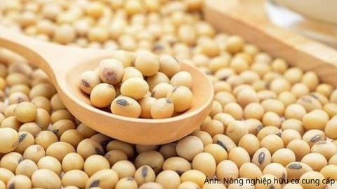 Giá đậu tương tăng mạnh, nguồn cung toàn cầu thêm áp lực