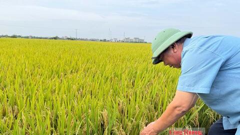Giữ giá lúa để giữ giá trị hạt gạo Việt