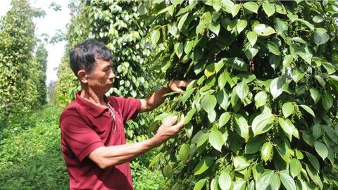 Xuất khẩu hồ tiêu tăng tốc, chất lượng là ‘chìa khóa’ giữ thị trường