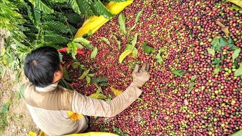 Bản tin nông sản hôm nay (15-8): Giá cà phê giảm mạnh