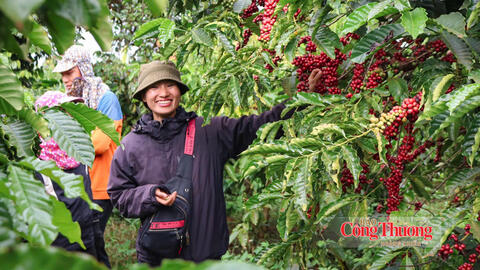Giá cà phê hôm nay 22/8/2026: Giảm mạnh 1.600 - 1.700 đồng/kg