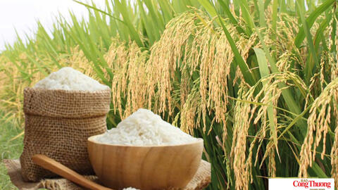 Giá lúa gạo hôm nay ngày 20/9, tuần qua: Lúa - gạo xuất khẩu biến động