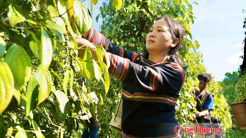 Giá tiêu hôm nay 26/9/2026: Cao nhất 140.000 đồng/kg