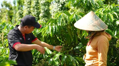 Bản tin nông sản hôm nay (9-10): Giá cà phê và hồ tiêu đều giảm