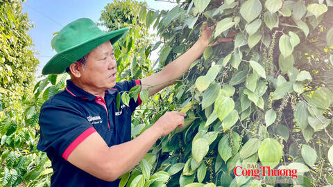 Giá tiêu hôm nay 15/10/2026: Tăng nhẹ 500 đồng/kg