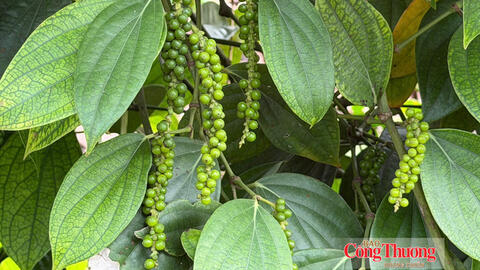 Giá tiêu hôm nay 24/10/2026: Thị trường lặng sóng