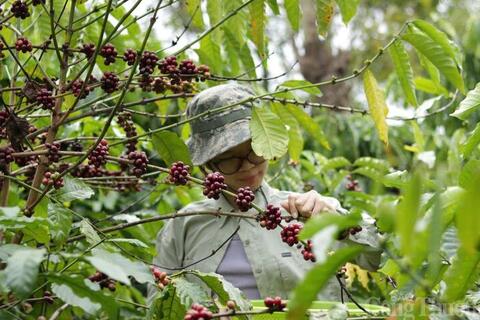 Giá cà phê hôm nay 22/3/2026: Cao nhất 93.500 đồng/kg