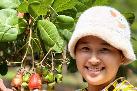 Giá điều đi ngang, hiệu quả trồng điều suy giảm