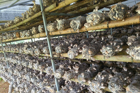 Cao Bằng: Đưa sản phẩm OCOP tiếp cận thị trường lớn hơn