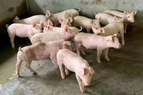 Giá heo hơi hôm nay 23/3/2026: Biến động trái chiều