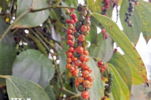 Bản tin nông sản hôm nay (25-3): Giá cà phê giảm, lúa gạo lặng sóng, hồ tiêu ổn định