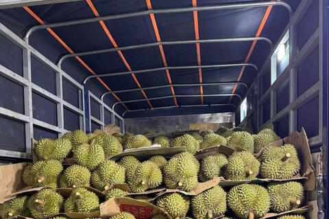 Đồng Tháp: Nông dân phấn khởi khi giá sầu riêng trái vụ tăng mạnh