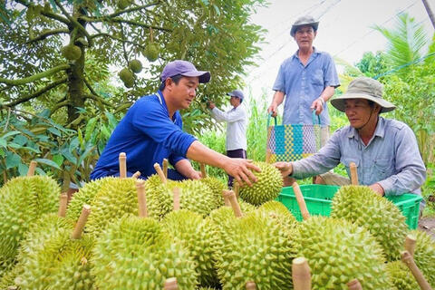 Đồng Tháp: Nông dân phấn khởi khi giá sầu riêng trái vụ tăng mạnh