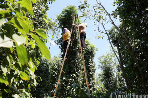 Giá tiêu hôm nay 28/3/2026: Bật tăng mạnh 1.500 - 2.000 đồng/kg