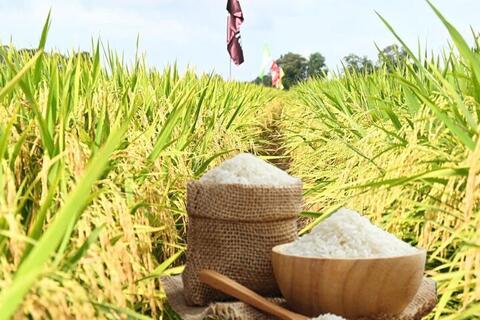 Giá lúa gạo hôm nay ngày 29/3, tuần qua: Gạo xuất khẩu đảo chiều tăng