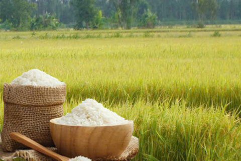 Giá lúa gạo hôm nay ngày 10/4: Gạo xuất khẩu tăng mạnh