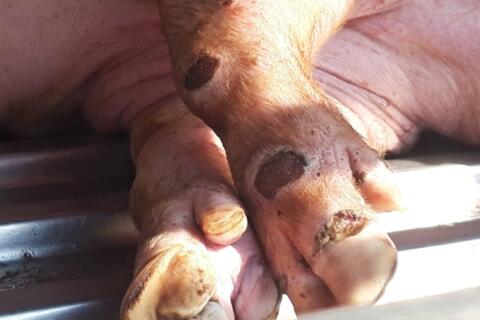 Ngăn chặn nguy cơ dịch lở mồm long móng xâm nhập vào Việt Nam
