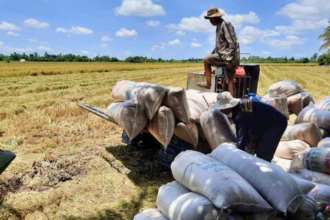 TP. Cần Thơ: Ngành Công Thương tăng tốc liên kết tiêu thụ lúa gạo