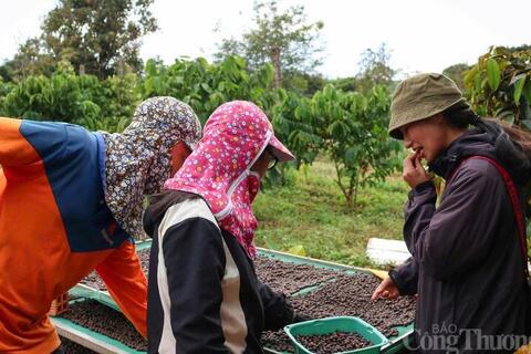 Giá cà phê hôm nay 24/4/2026: Tiếp đà tăng giá