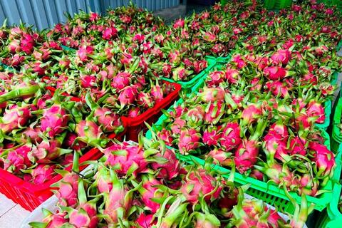 Giữ “tấm vé” vào thị trường EU cho thanh long Việt