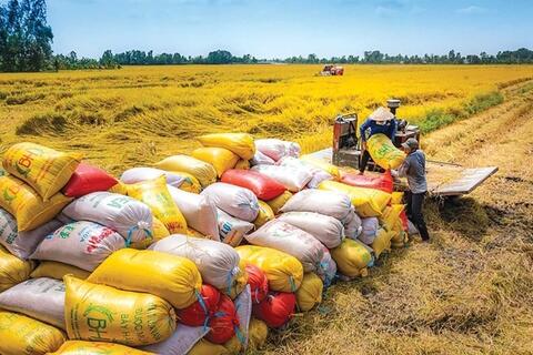Xuất khẩu gạo Việt kỳ vọng phục hồi từ quý II/2026