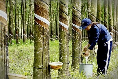 Xuất khẩu cao su đối diện sức ép từ giá và quy định môi trường