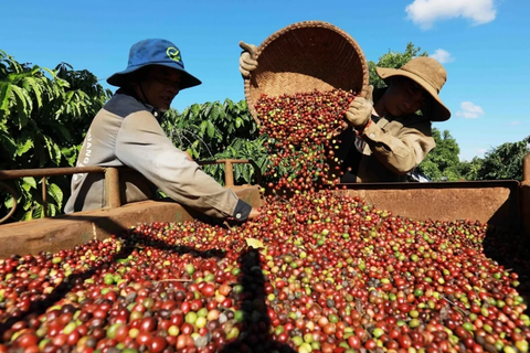 Chủ động dữ liệu để nông sản Việt không bị động trước EUDR
