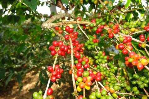 Bản tin nông sản hôm nay (5-6): Giá cà phê quay đầu giảm, giá hồ tiêu đi ngang
