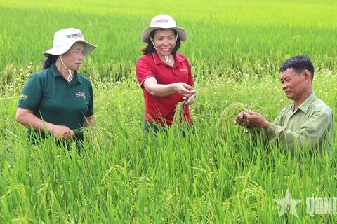 Mở rộng giá trị nông nghiệp qua xuất khẩu giống cây trồng