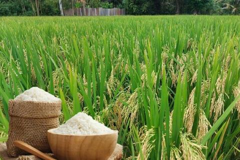 Giá lúa gạo hôm nay ngày 30/6/2026: Lúa tươi giảm nhẹ