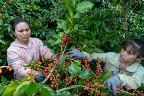 Bản tin nông sản hôm nay (17-7): Giá cà phê tăng lên sát ngưỡng 100.000 đồng/kg