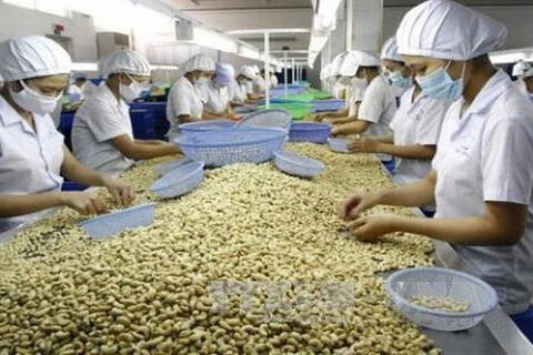 Xuất khẩu hạt điều tăng giá trị, củng cố vị thế tại thị trường Hoa Kỳ