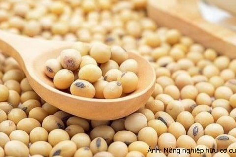 Giá đậu tương tăng mạnh, nguồn cung toàn cầu thêm áp lực
