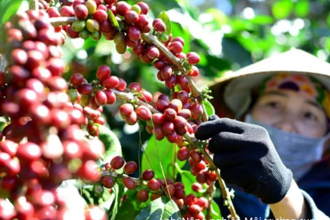 Giá cà phê tăng mạnh, tồn kho Arabica xuống mức thấp nhất